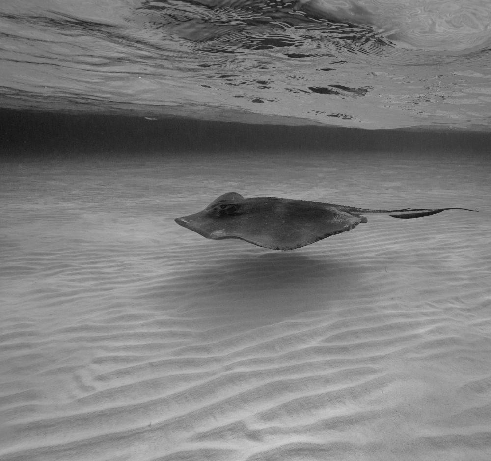 Stingray