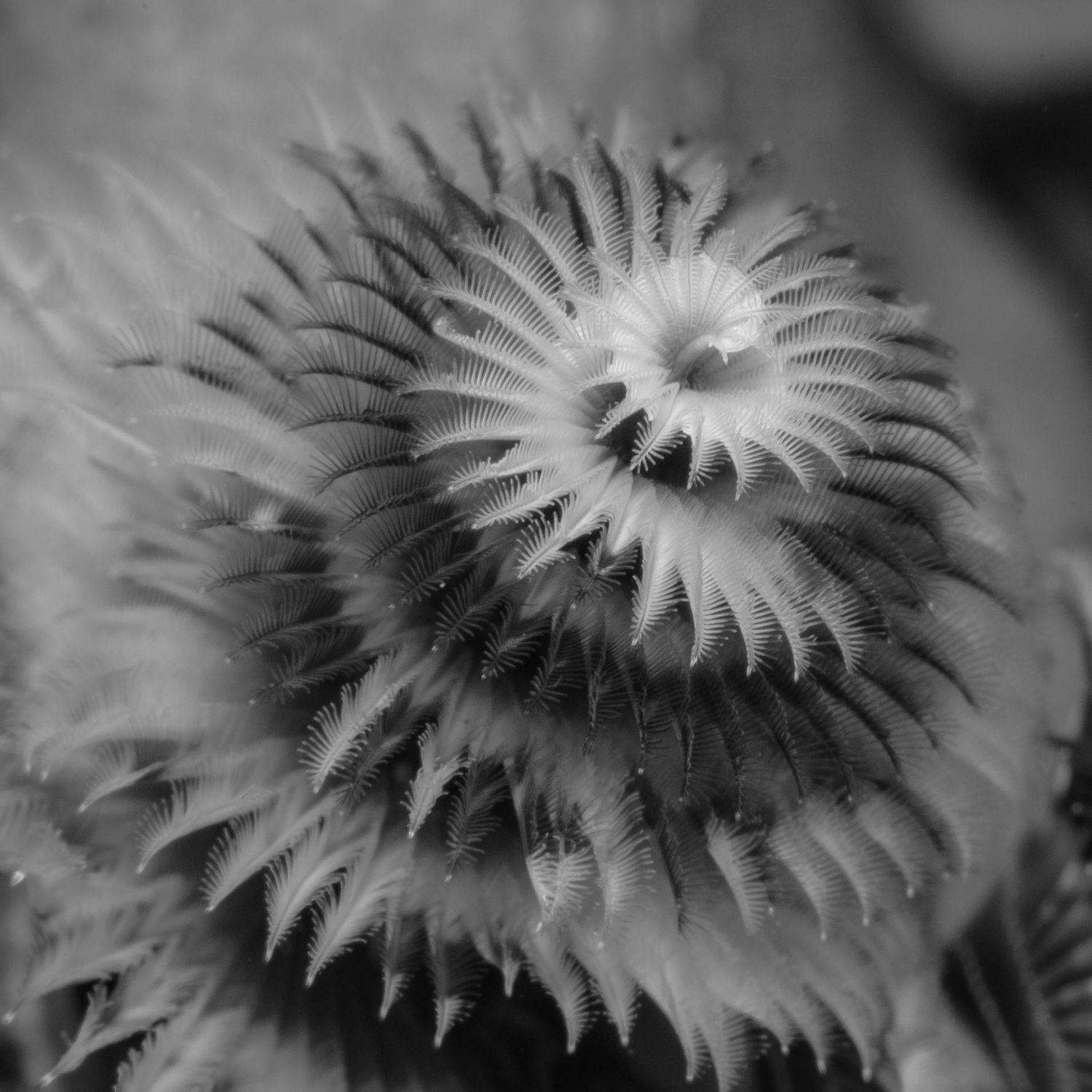 Christmas Tree Worm