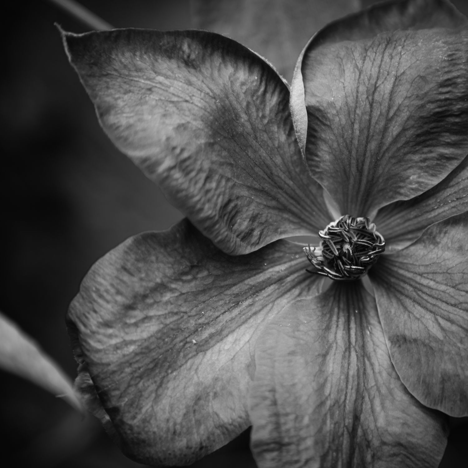 Clematis