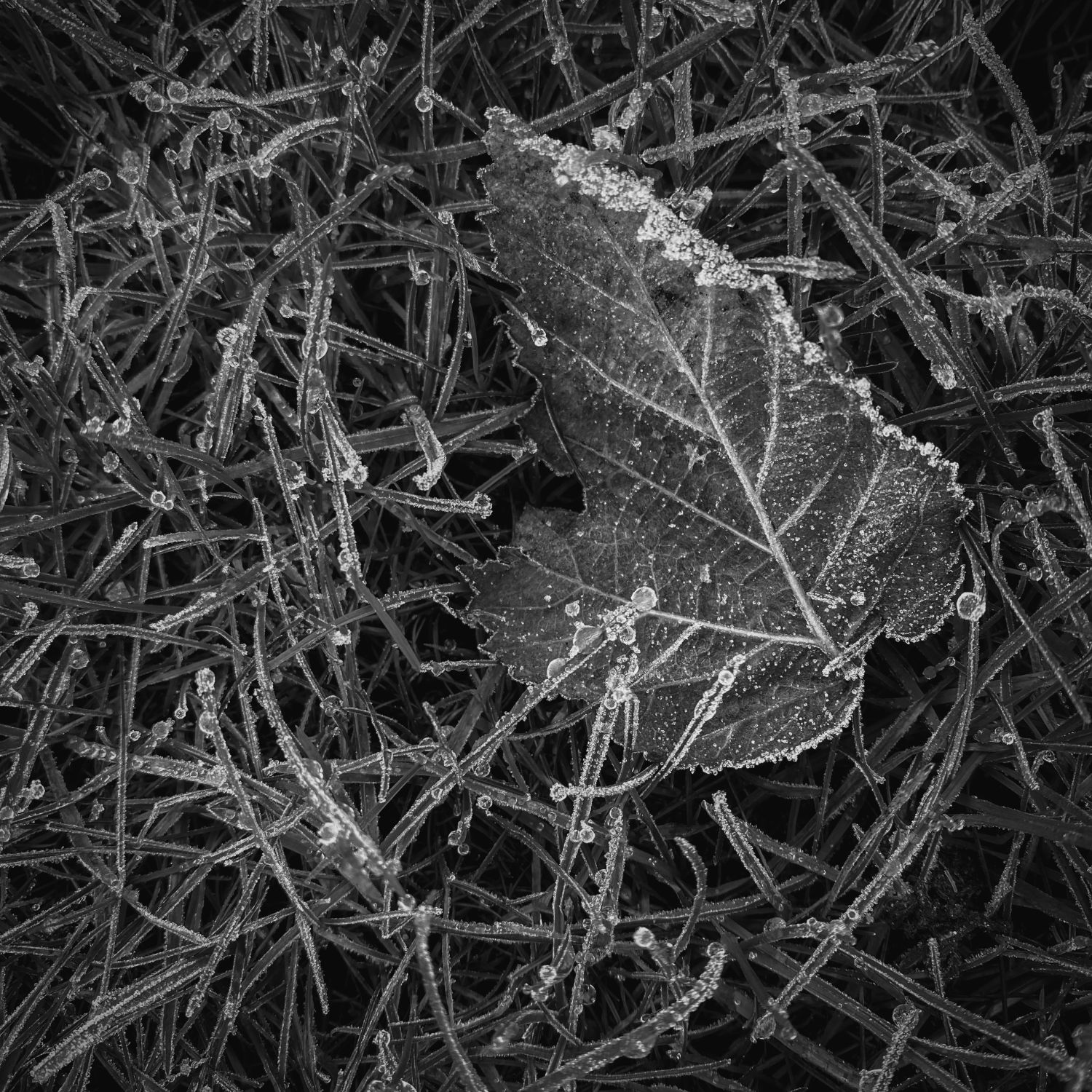 Frozen Leaf