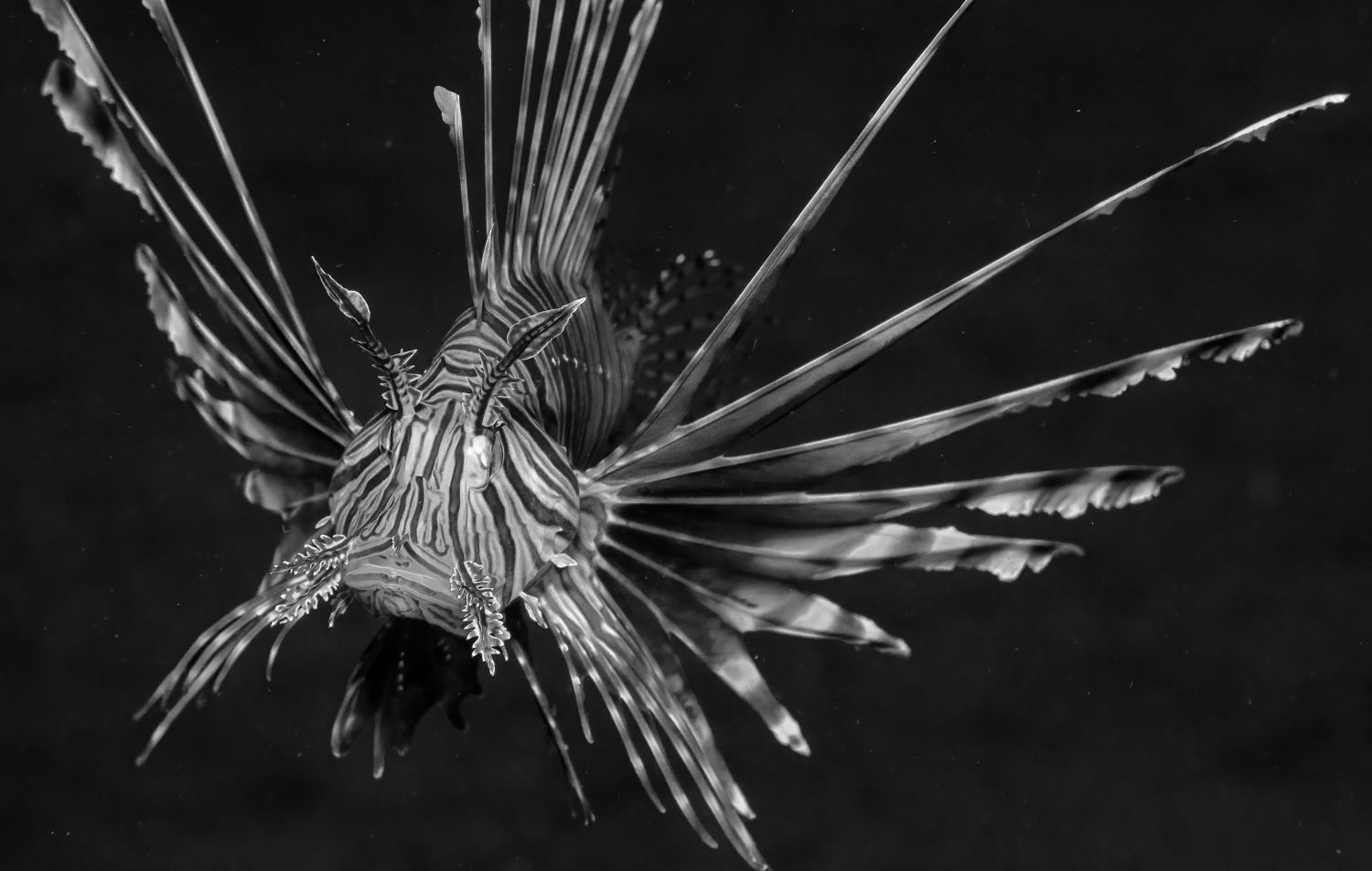 Lionfish  Study II