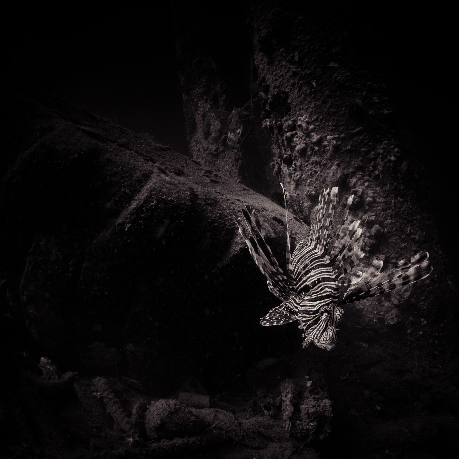Lionfish Study I