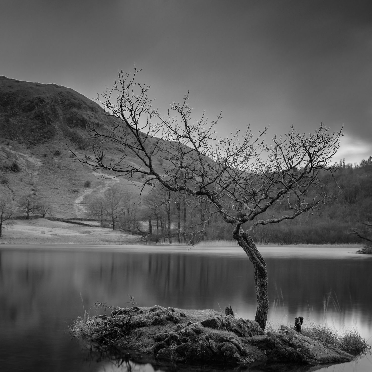 Lonesome Tree, Rydalwater