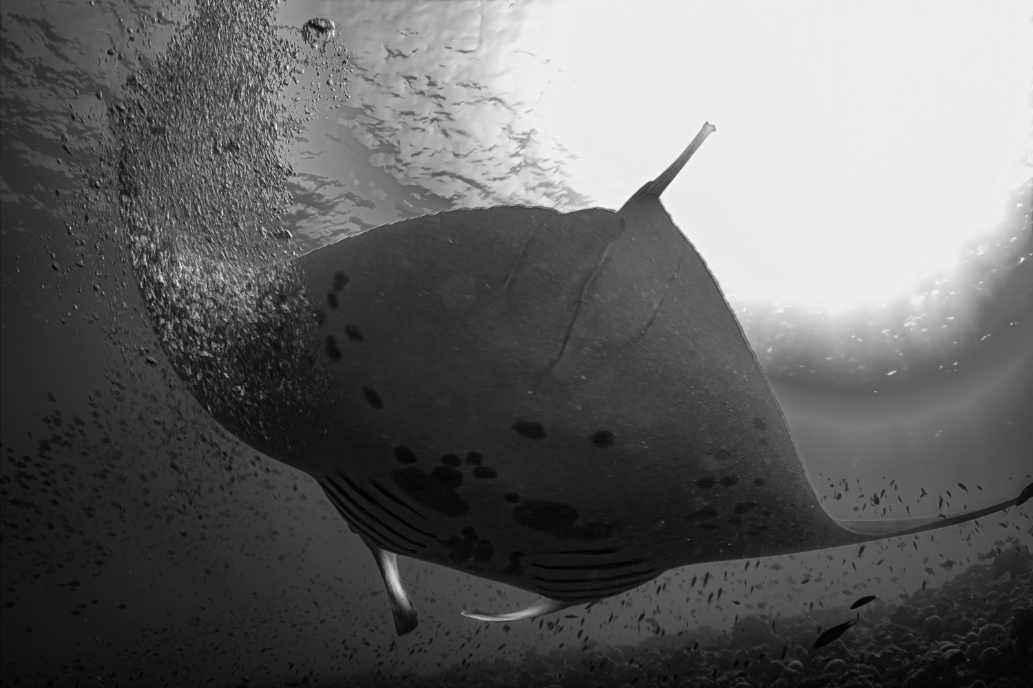 Oceanic Manta Ray, Maldives, Indian Ocean 2012