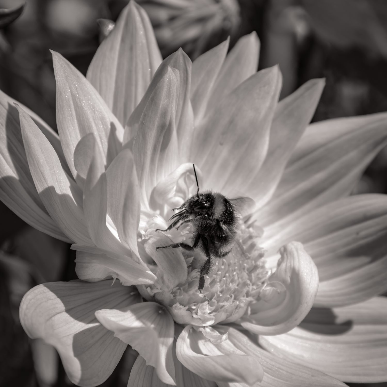 Pollination