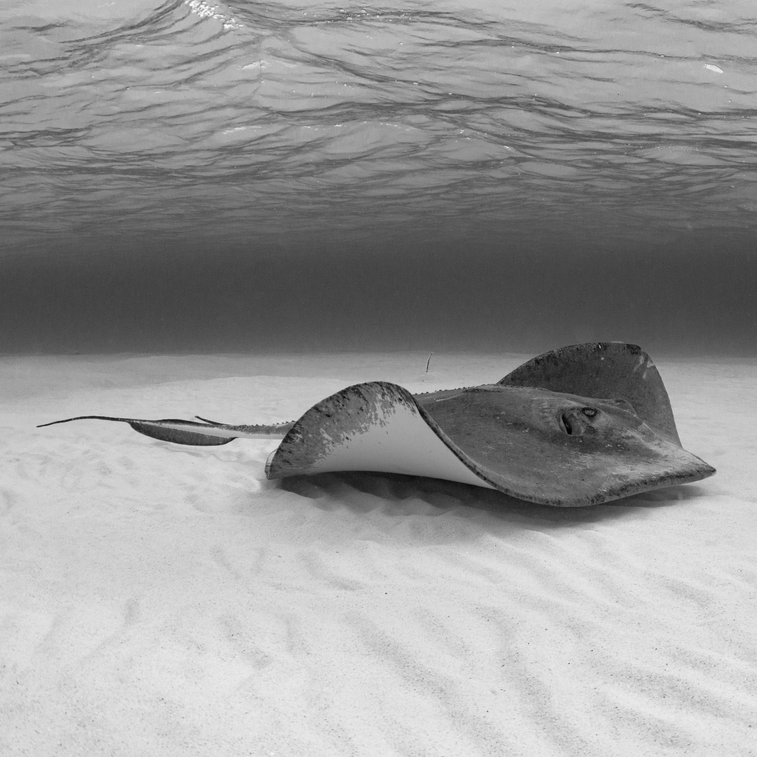 Stingray Study II