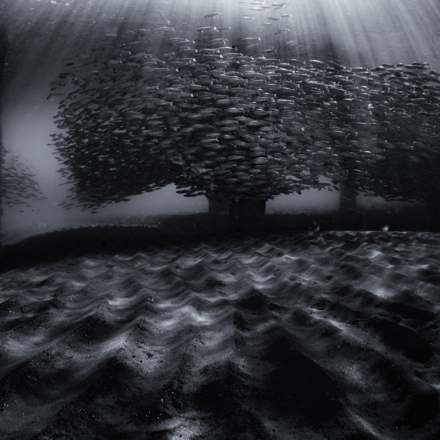 Sunburst and Silversides I
