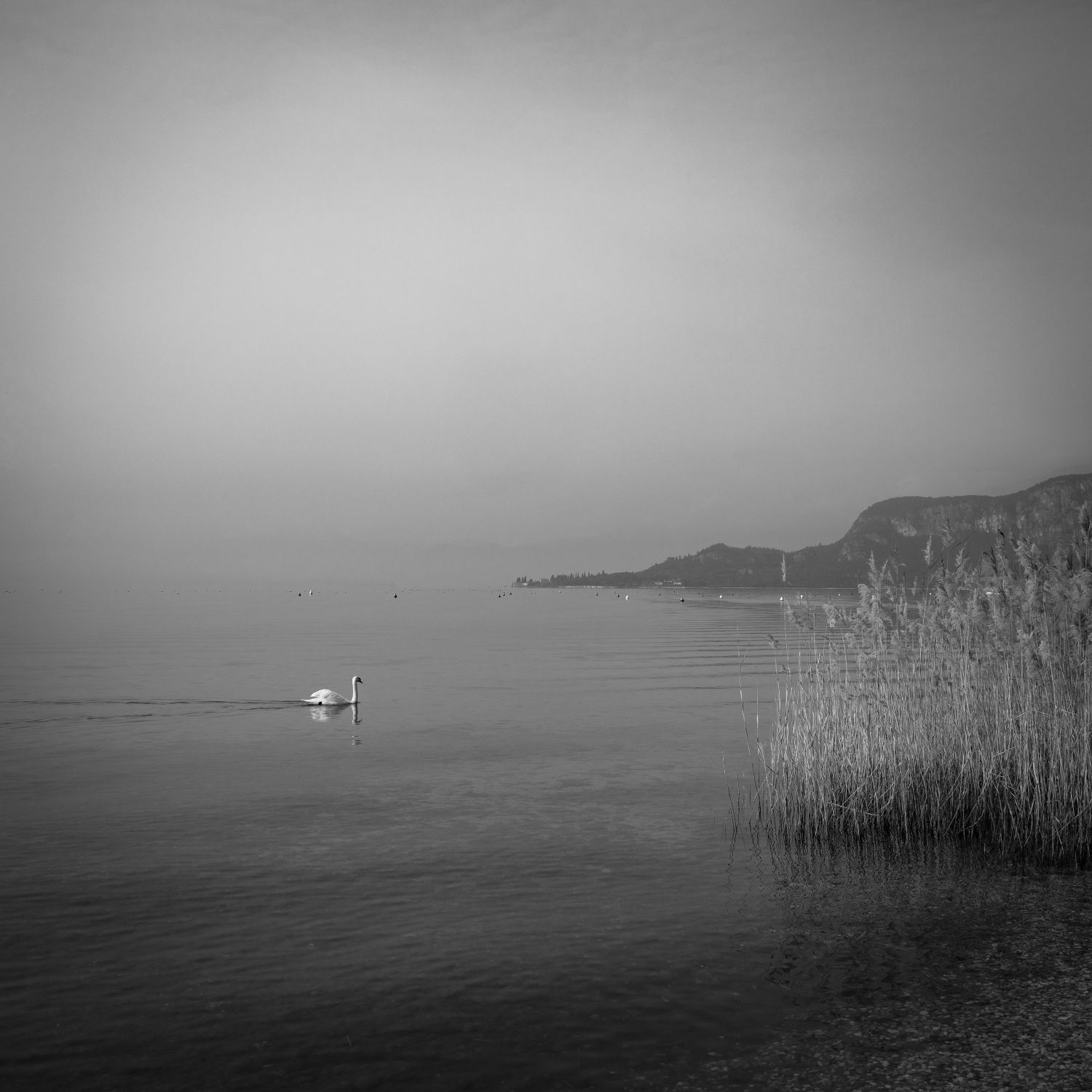 Swan Lake, Bardolino, Garda 2025
