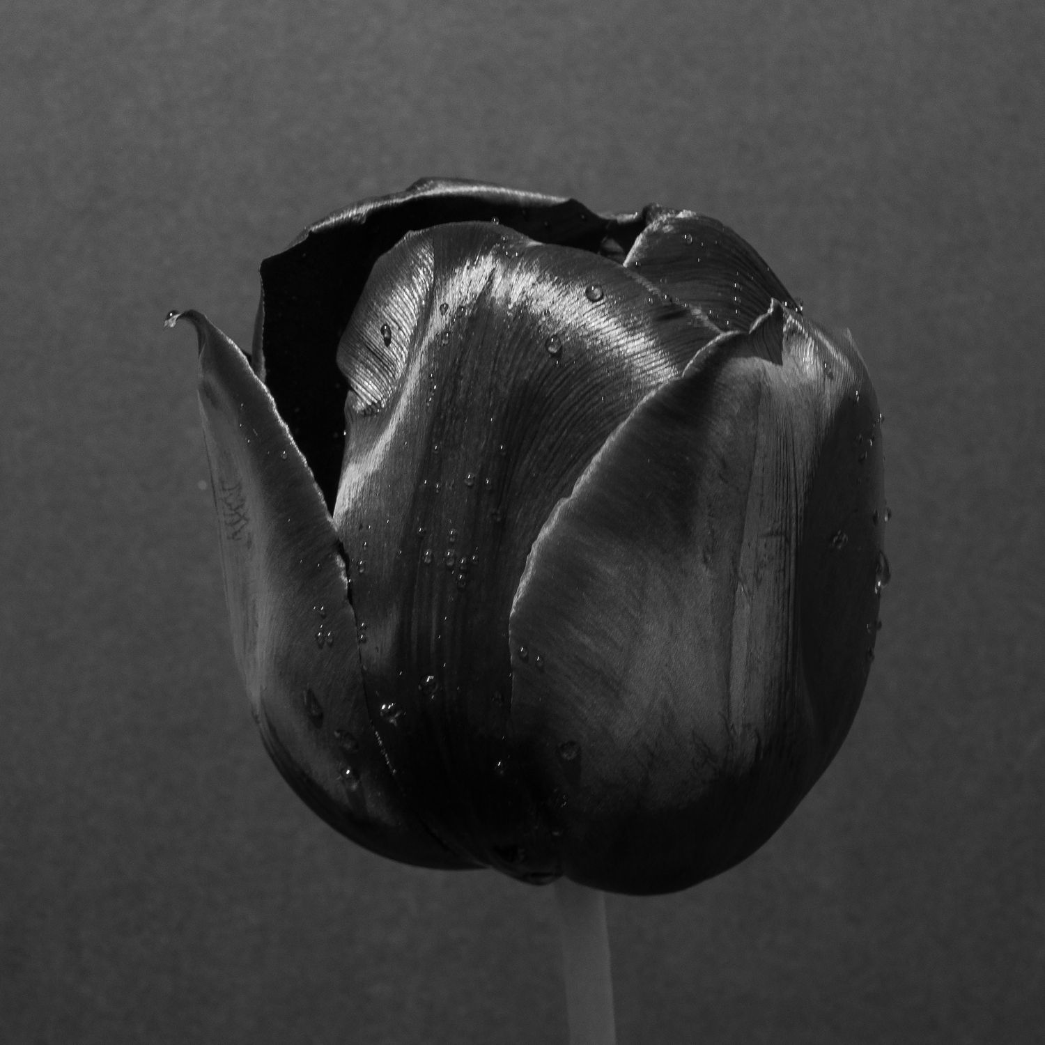 Tulip