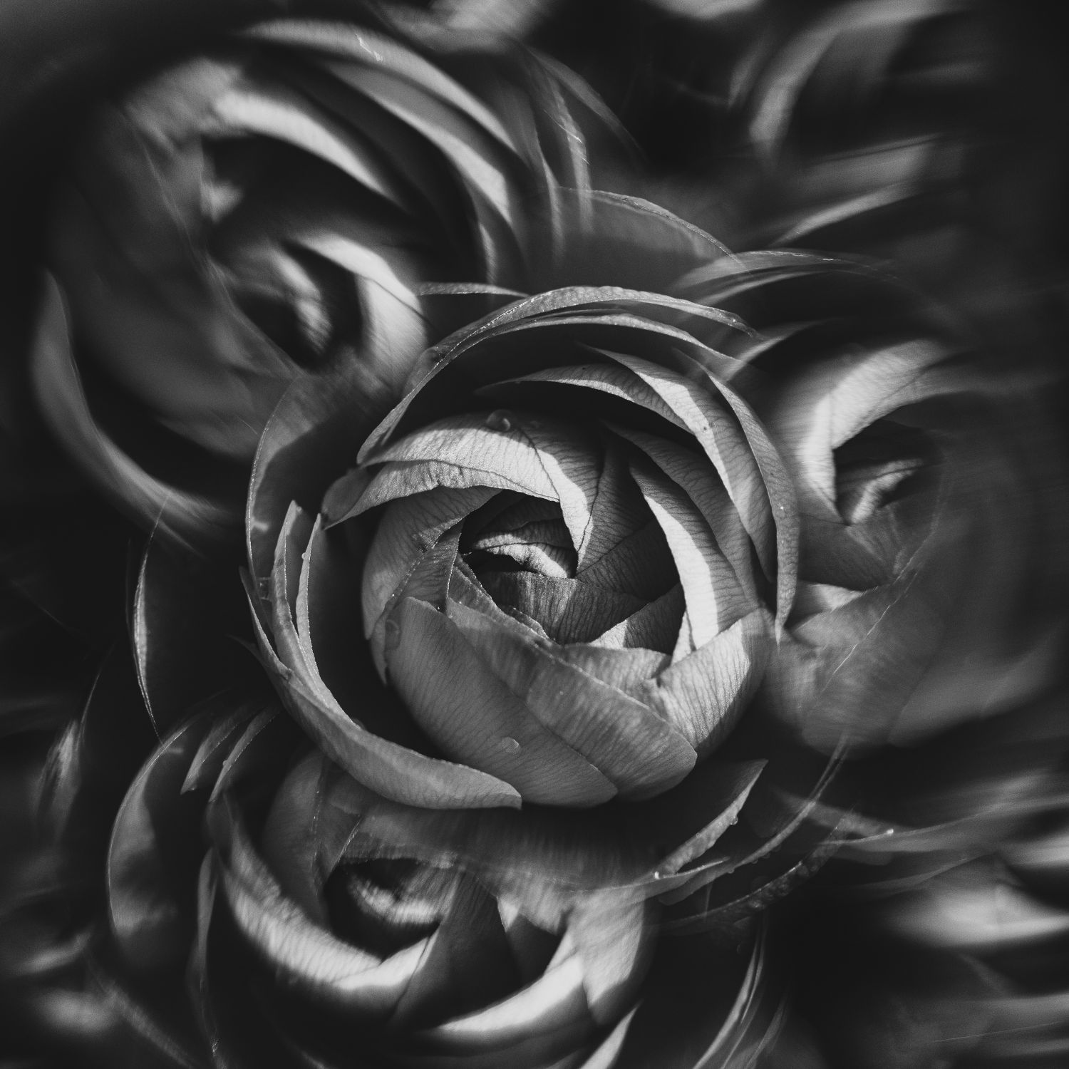 Ranunculus Vortograph 2024