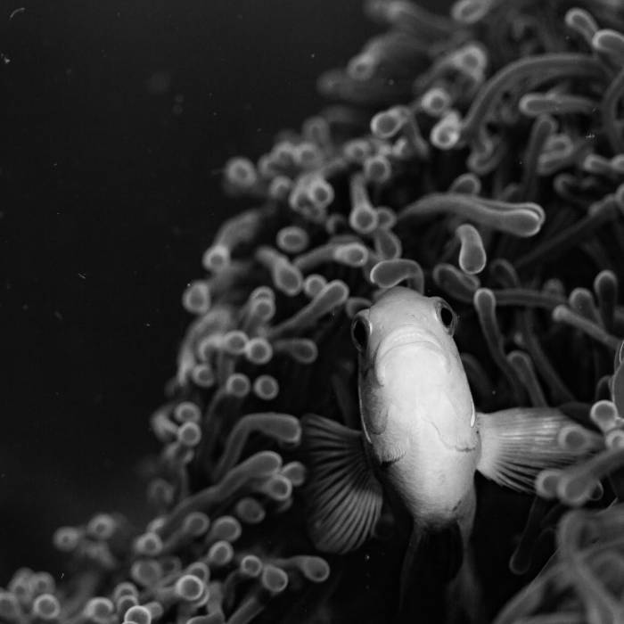 Clown Fish II Maldives 2012