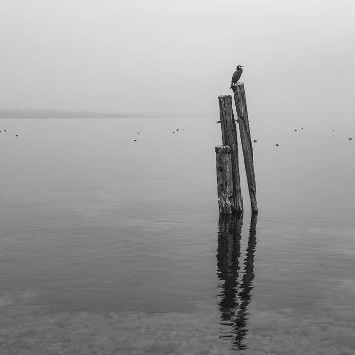 Cormorant, Lake Garda, Italy