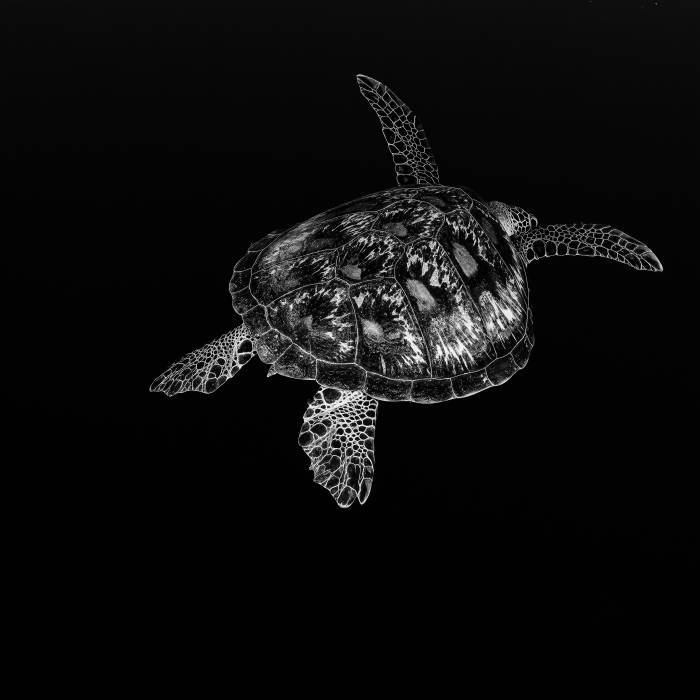 Green Sea Turtle, Bunaken, Indonesia 2017 Green Sea Turtle, Bunaken, Indonesia 2017