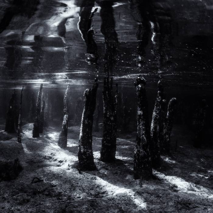 Mangroves Study I