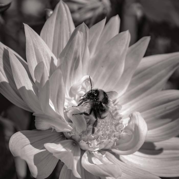 Pollination