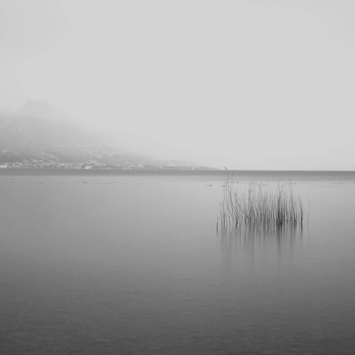 Reeds, Lake Garda, Italy2025