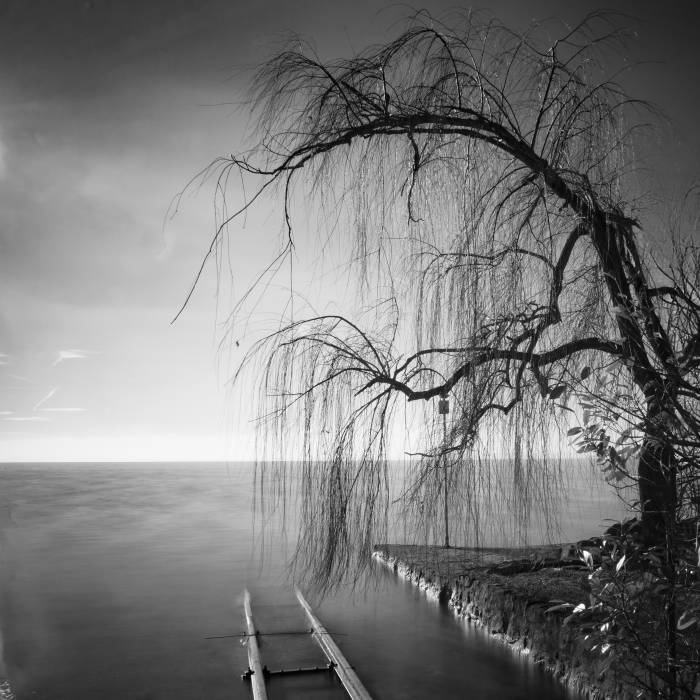 Salix, Lazise, Garda, Italy 2025