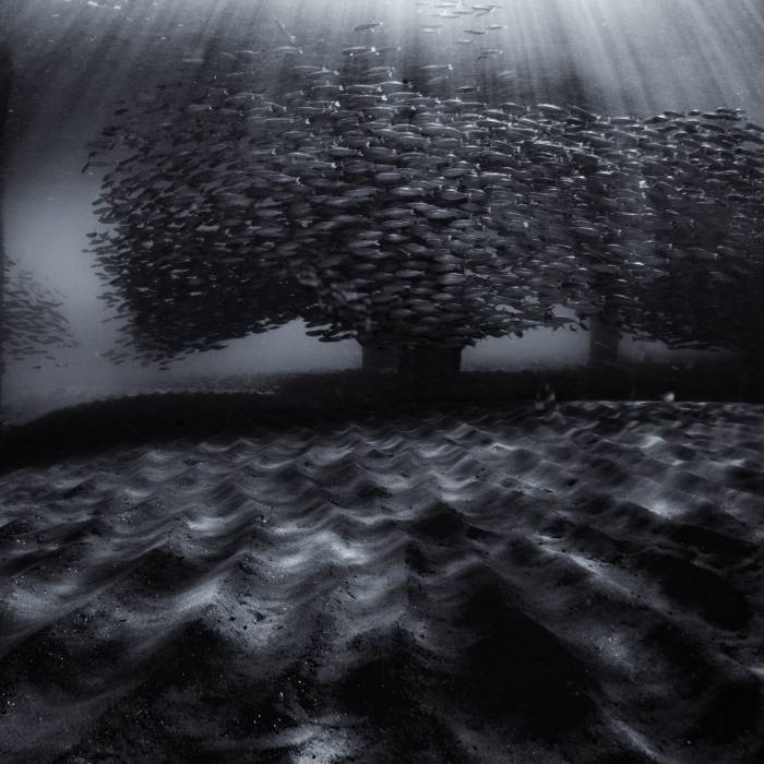 Sunburst and Silversides I