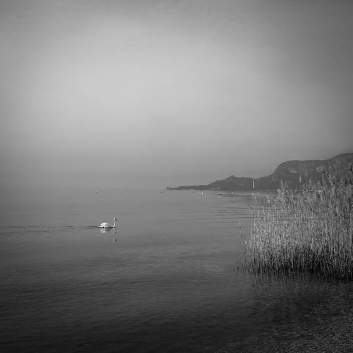 Swan Lake, Bardolino, Garda 2025