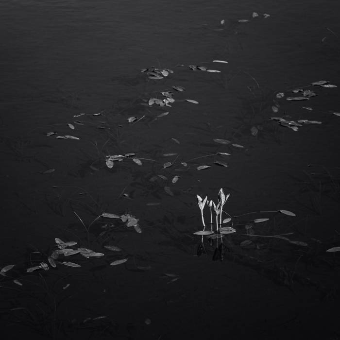 Water Lilies