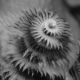 Christmas Tree Worm