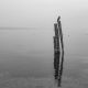 Cormorant, Lake Garda, Italy