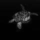 Green Sea Turtle, Bunaken, Indonesia 2017