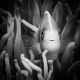 Clown Fish