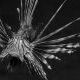 Lionfish  Study II