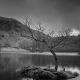 Lonesome Tree, Rydalwater