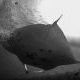 Oceanic Manta Ray, Maldives, Indian Ocean 2012