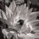 Pollination