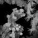 Pygmy Seahorse