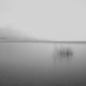 Reeds, Lake Garda, Italy2025