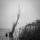 Tree and Reeds