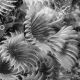 Feather Duster Worm